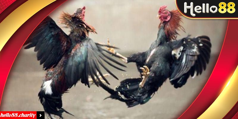 Tìm hiểu về đá gà C1 chi tiết dành cho tân thủ