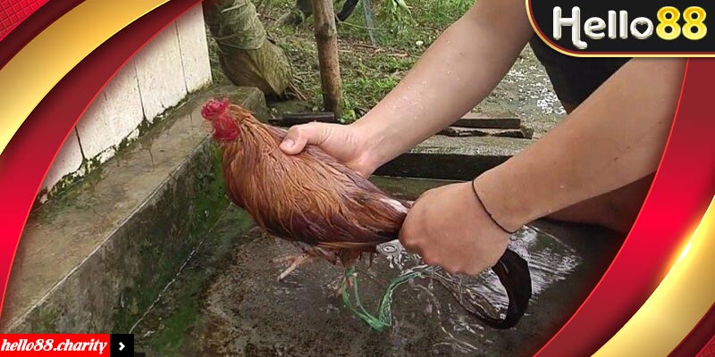 Lý do nên lựa chọn xem đá gà tại Hello8 online