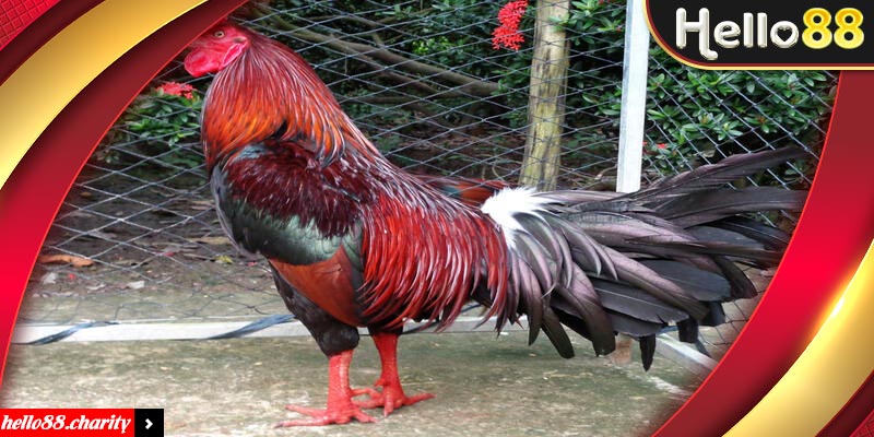 Tổng hợp các lợi ích khi tham gia đá gà cựa dao tại Hello88
