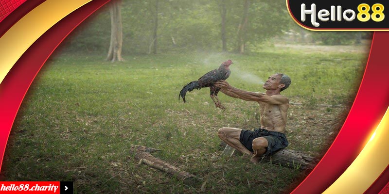 Tổng hợp kinh nghiệm không thể bỏ qua khi tham gia đá gà cựa dao