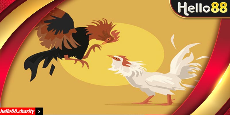 Tìm hiểu thông tin chi tiết về đá gà cựa sắt tại Hello88